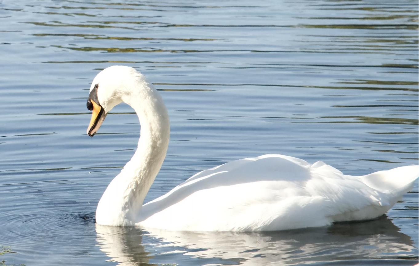 Mute Swan