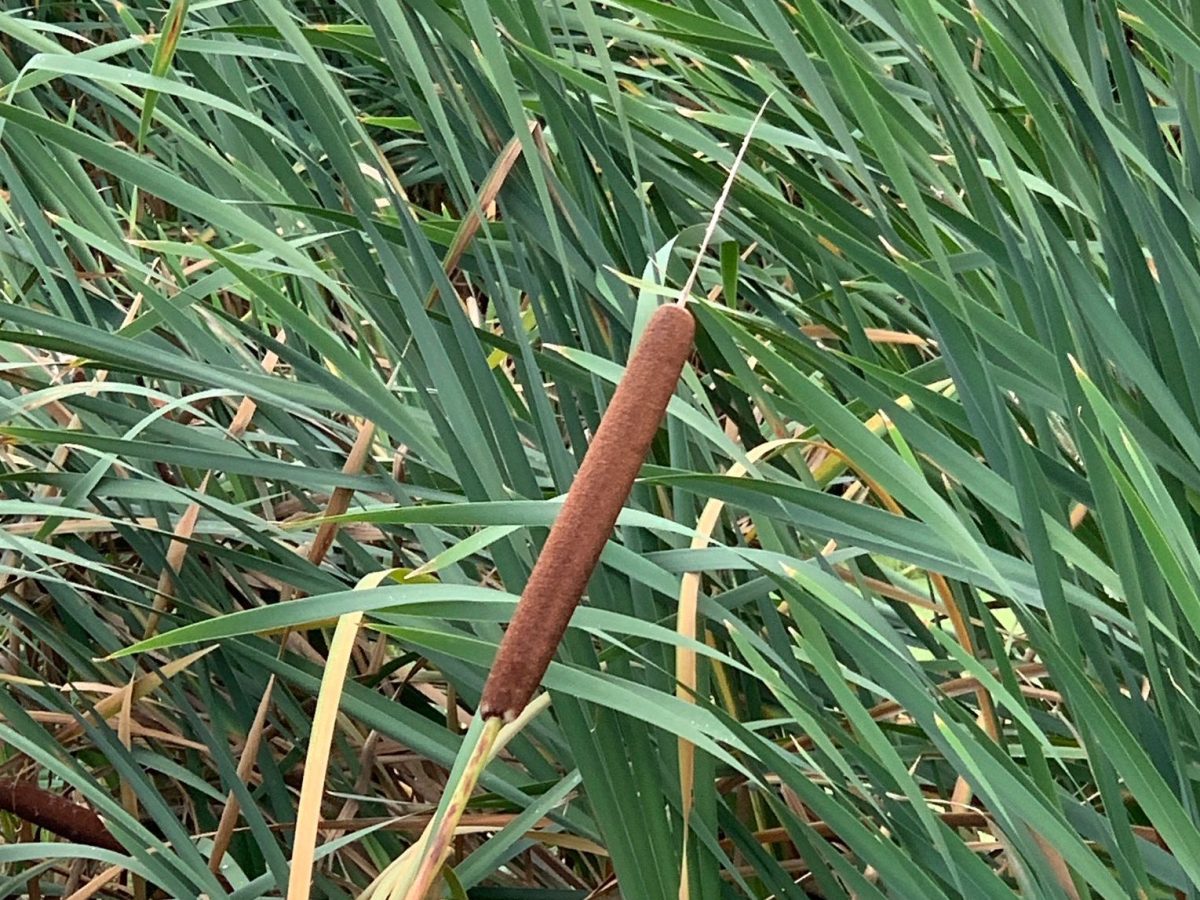 Great Reedmace