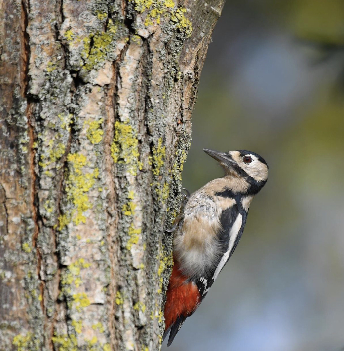 Greater Spotted Woodpecker