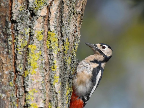 Greater Spotted Woodpecker