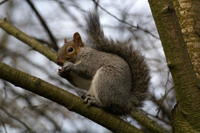 Grey Squirrel