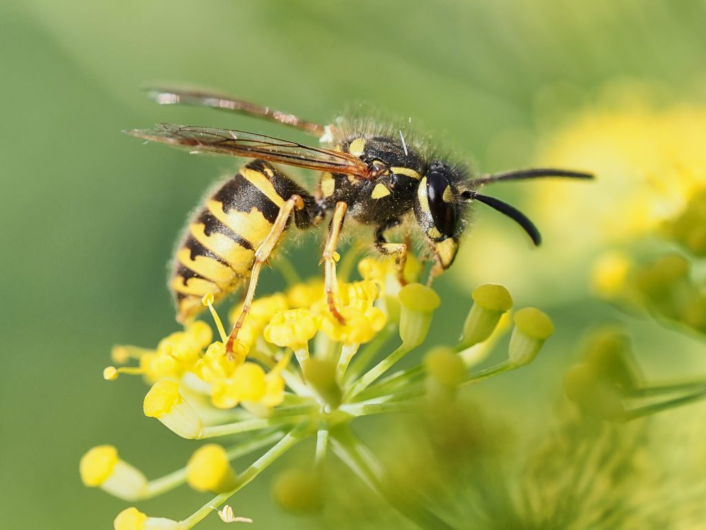 Macro closeup of a common British wasp feeding on the herb Fennel.