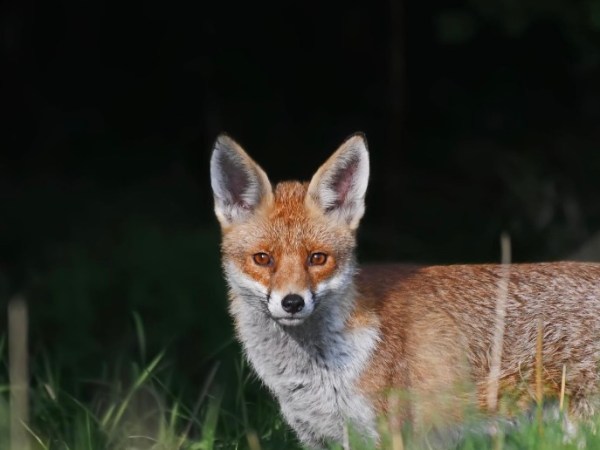 Red Fox