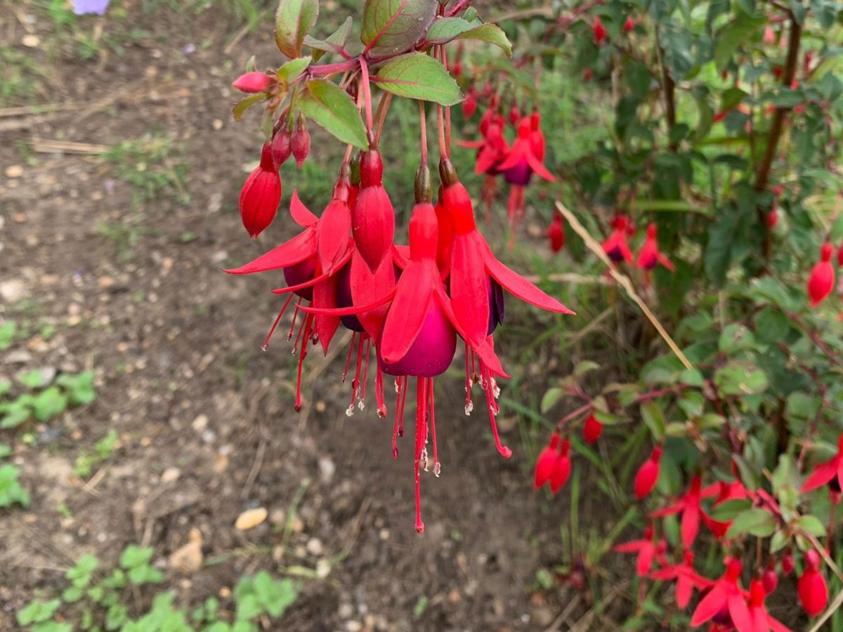 Fuchsia Riccatonii