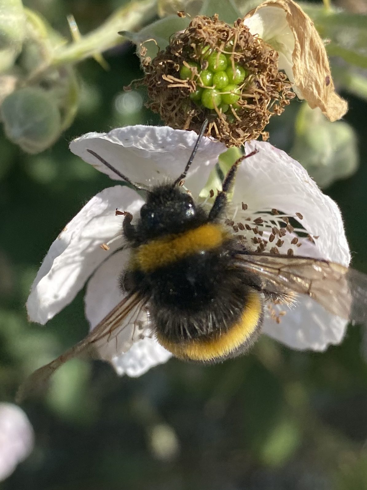 Close Up Bumblebee Flower