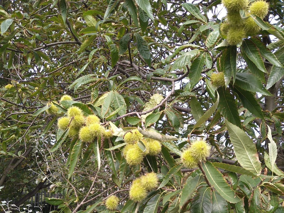 Chestnut Tree