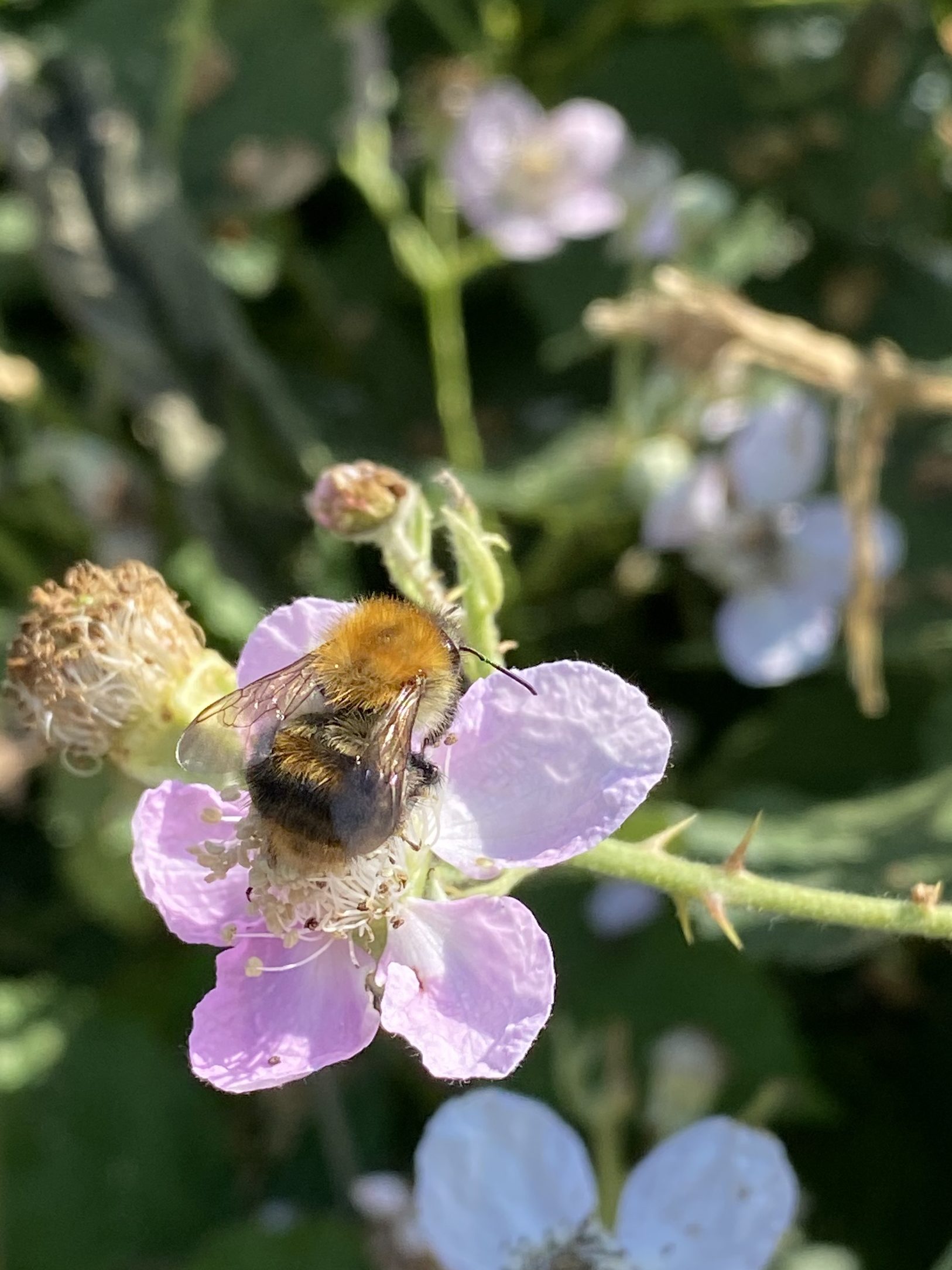 Close Up Bumblebee Flower