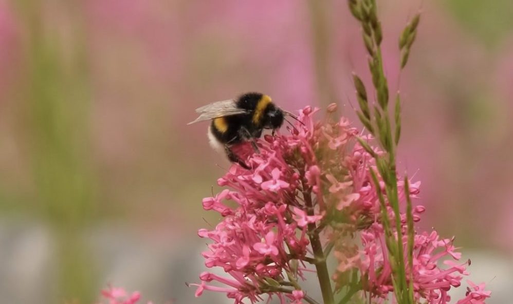 Buff-Tailed Bumblebee