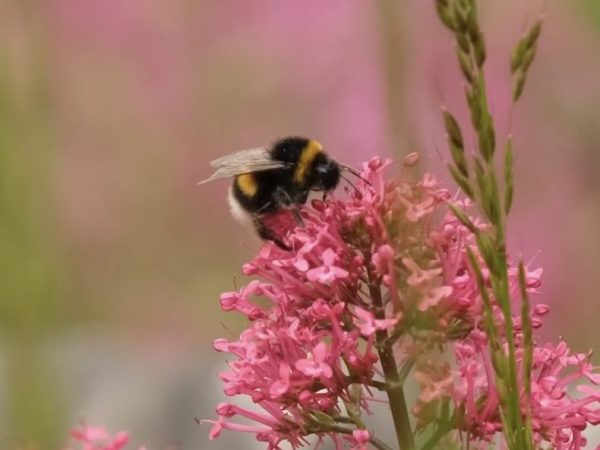 Buff-Tailed Bumblebee