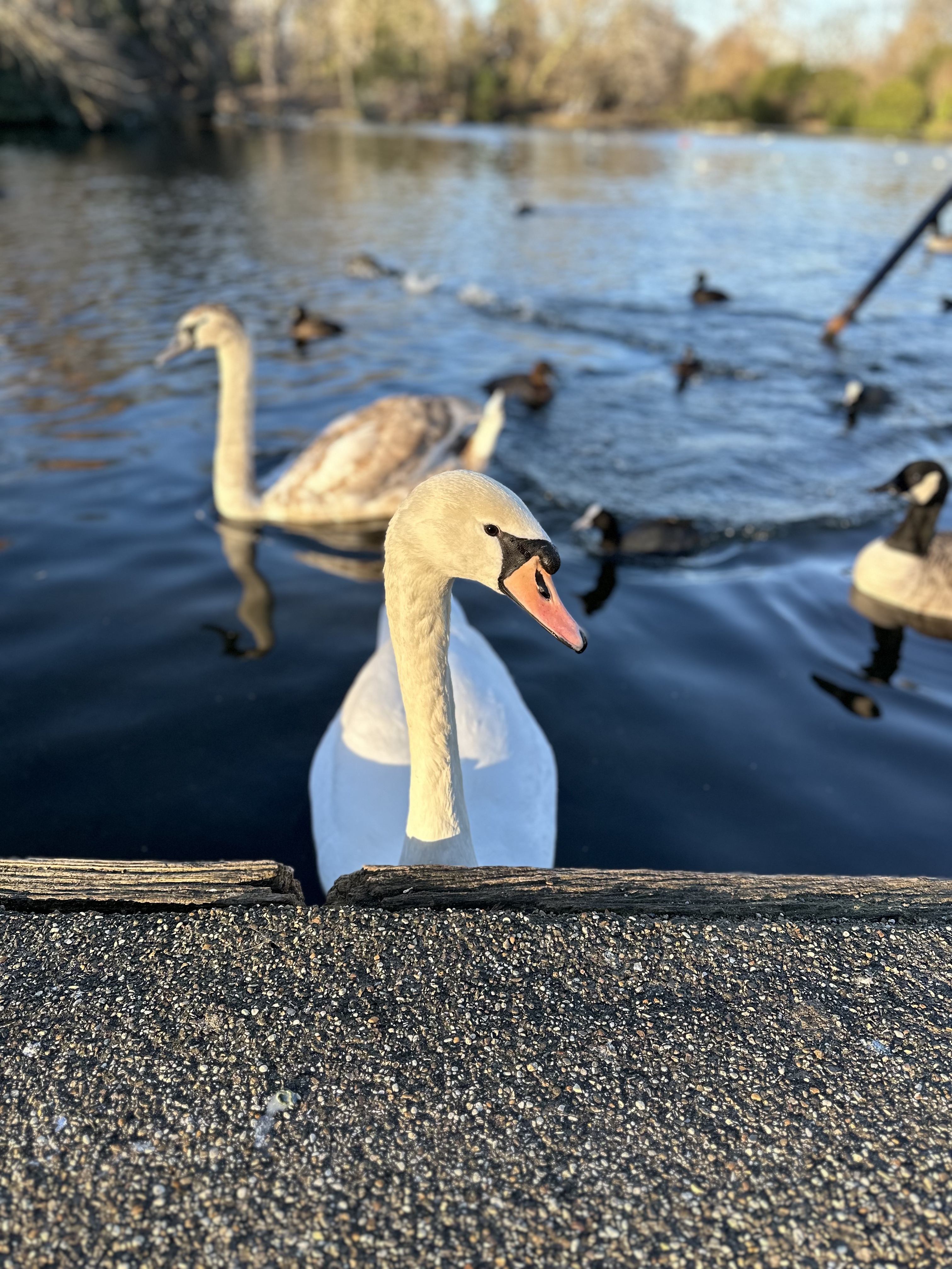 portrait of a swan head (male)