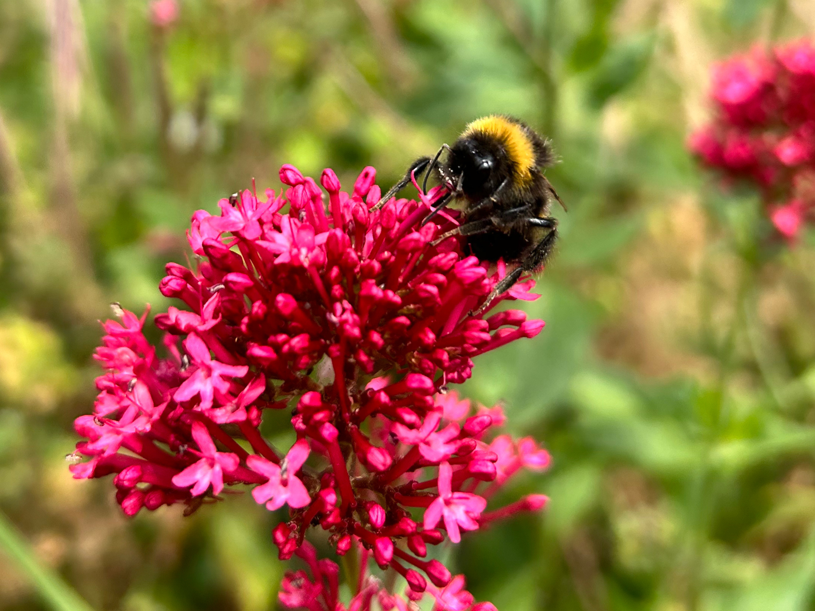 Bumblebee on a Red Valerian Flower in Tower Hamlets Cemetery Park.
