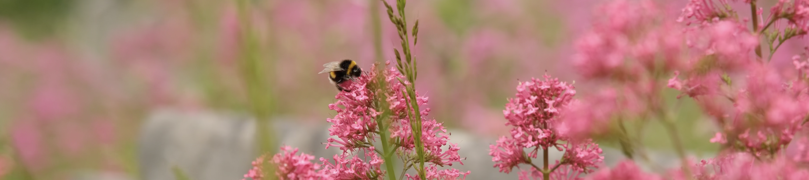 Photo of a white-tailed bumblebee on pink flowers 