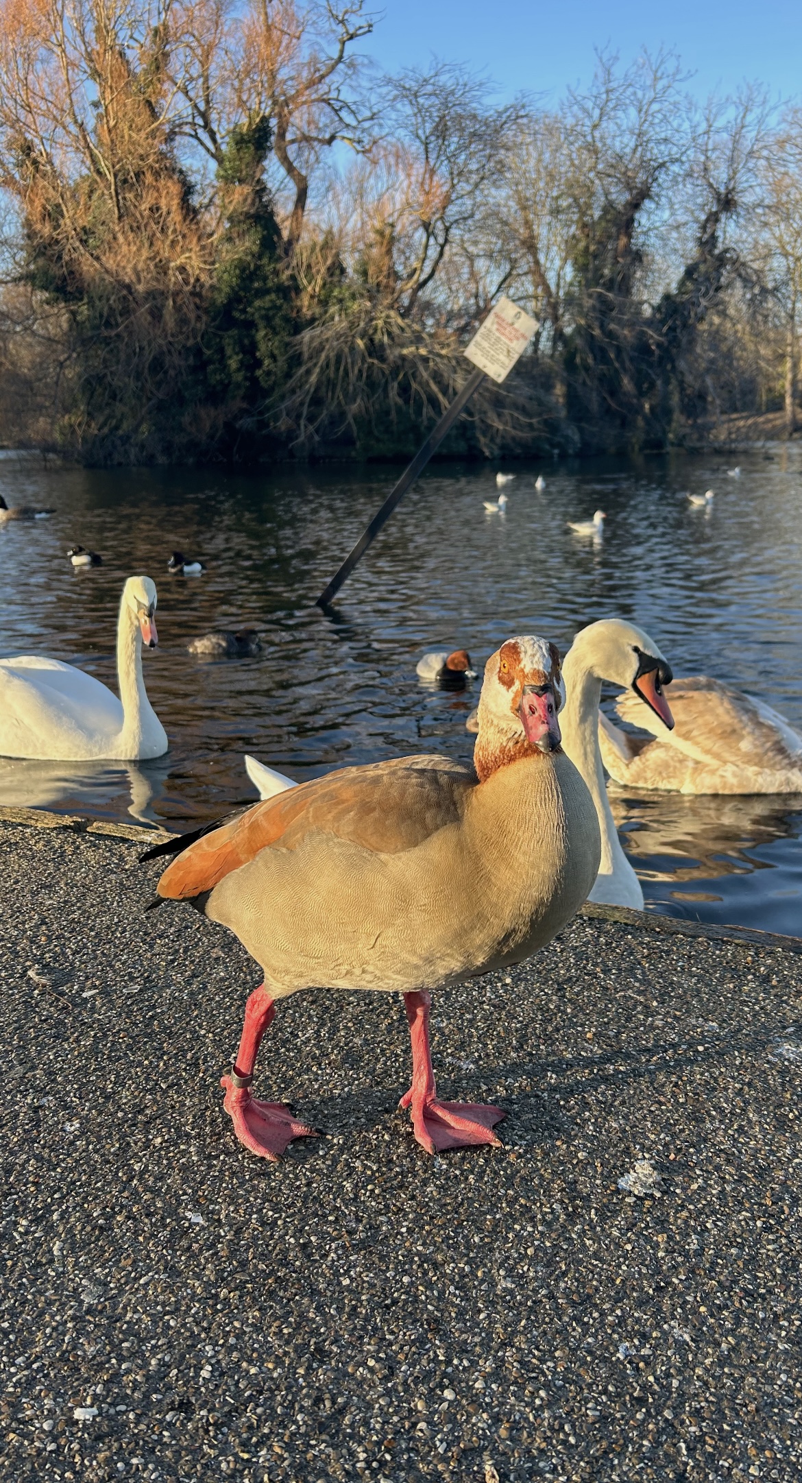 Close up of waterfowl - an egyptian goose and two swans