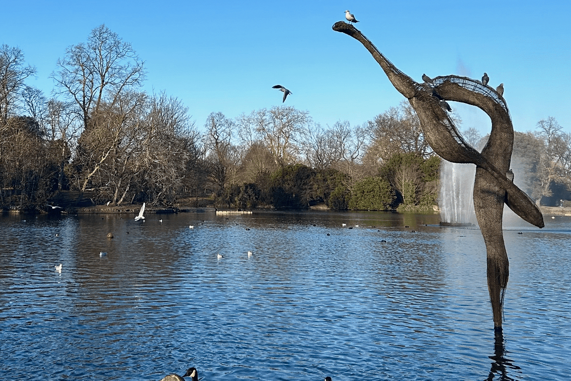 Birds, geese and other waterfowl found in the main lake of Victoria Park