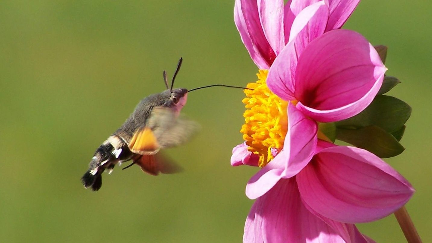 Close up of moth feeding on a flower