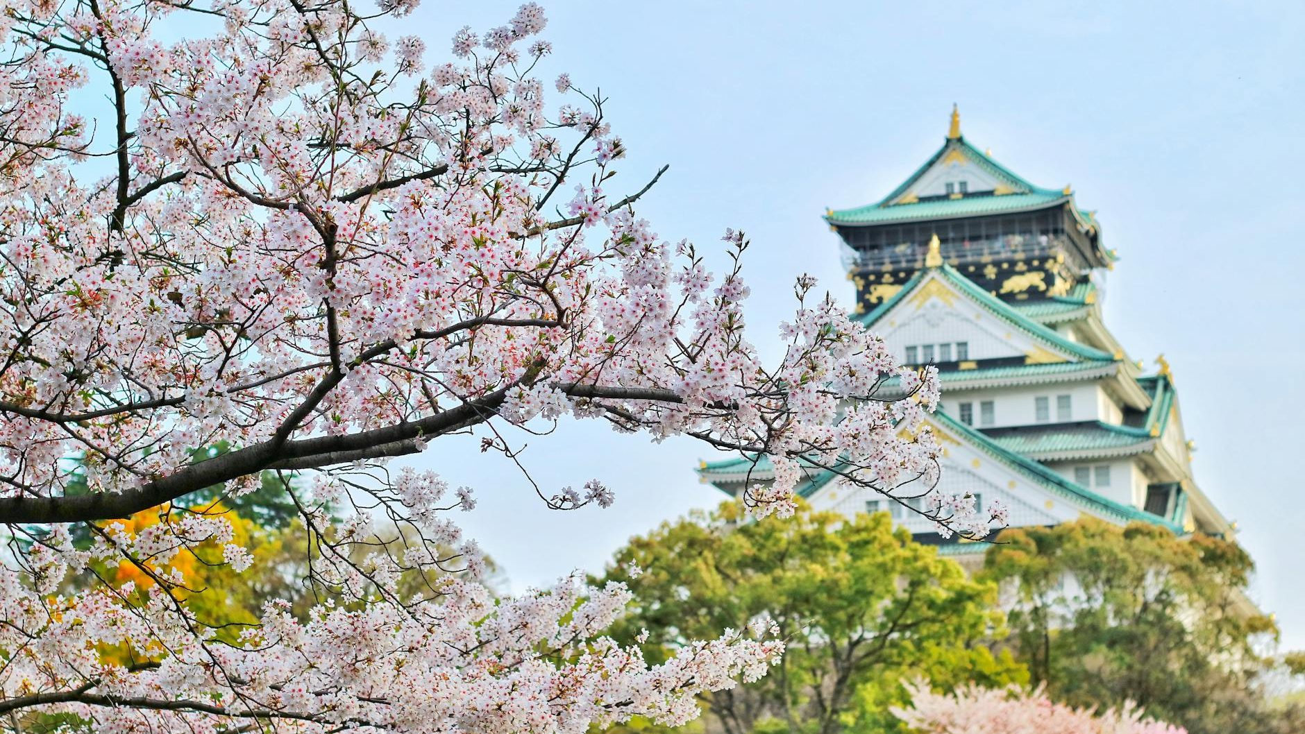 Image of a Japanese garden with a cherry blossom tree in the foreground, and Japanese temple in the background.