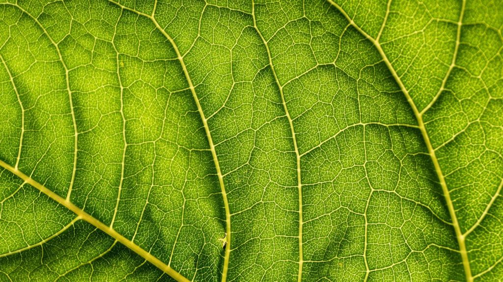 Close up showing veins of a leaf