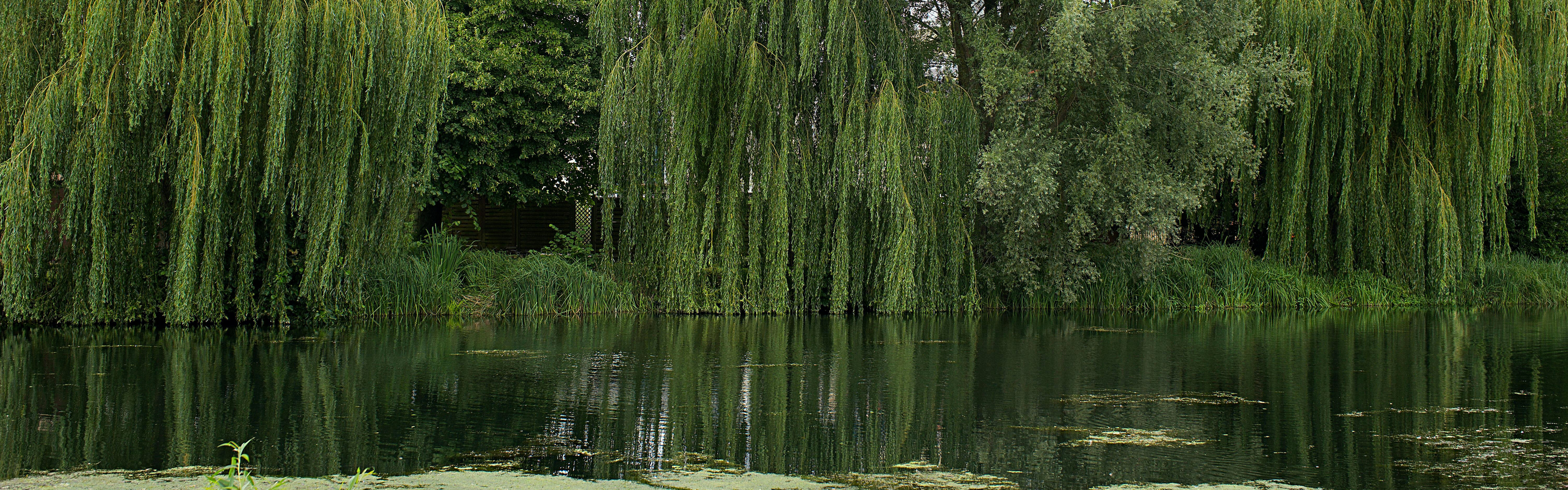 Willow trees growing along a river 