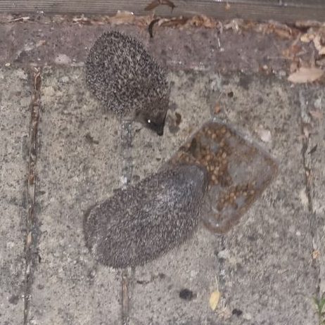 Two hedgehogs eating 