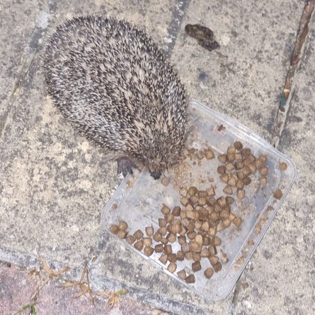Small brown hedgehog eating food